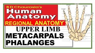 Chp2 | METACARPALS | PHALANGES | Upper Limb Bones | BD Chaurasia Regional Anatomy | Dr Asif Lectures