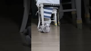 미친다 진짜.. #shorts #cat #사랑햇님 #고양이 #집사
