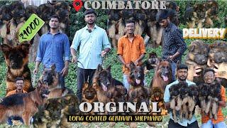 ரூ 1000 முதல் Largest ஜெர்மன் ஷெப்பர்ட் Dog|All india Delivery | Puppies sale Long coated German dog