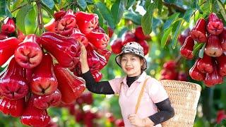 Harvesting Supper Red Rose Apple Goes To The Market Sell | Lucia New Life