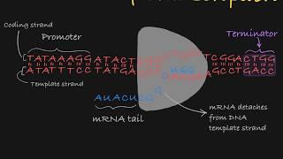 Transcription of DNA Explained (simplified)