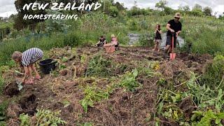 Large Family homesteading in New Zealand (vlog)