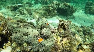 Snorkeling in Sirquijor,#Philippines (2K)