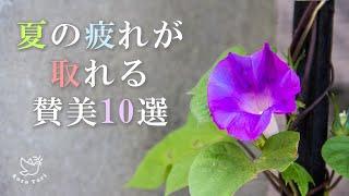 【BGM】夏の疲れが取れる賛美１０選　ヒーリング&リラックス