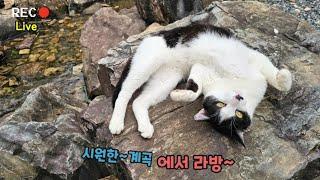 시~원한 계곡에서 라방~
