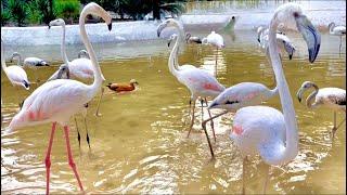 Flamingo Flock   | Nature's Stunning Ballet in Pink