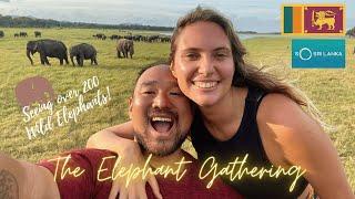 The Gathering | 200 Wild Elephants | World's Only Twin Baby Elephants! 