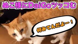 【DaiGo 猫】ぬこ様の圧倒的存在感にDaiGoツッコむ【切り抜き】