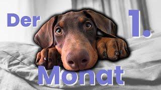 Der 1. Monat mit meinem ersten Dobermann Welpen - So schlimm ist die Welpenzeit wirklich!