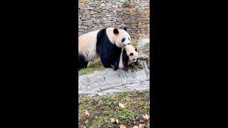 Mother panda walks her baby