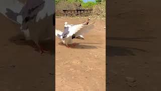 Rolling Pigeon | Pigeon Status | Kabootar ki video | #shorts #shortvideo #short #shortviral