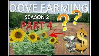 How much does it cost to plant a Sunflower field?