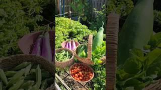 Organic vegetables | Harvest day | garden fresh homegrown vegetables