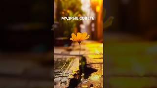 Мудрые советы #цитатыпрожизнь #душа#цитаты#рекомендации #любовь#счастье#мышление#жизнь #вдохновение