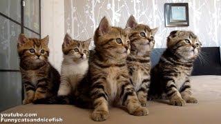 Funny Cats Choir | Dancing Chorus Line of Cute Kittens