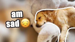 Sad Golden Retriever Cheers Up With A Surprise | NEW TOYS for my dog!