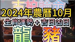 【古柏論命每月運勢+吉日凶日】2024年農曆10月(陽曆2024年11/1 ~ 11/30)生肖運勢分享 -  龍、豬