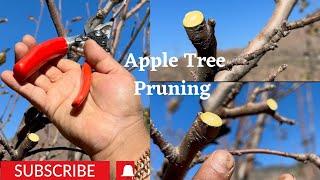 Apple  Tree pruning || Pruning Session Mara Orchard m||