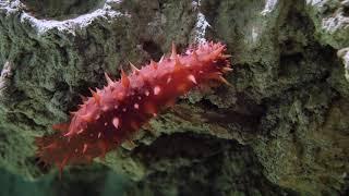 La nuova vasca dell'Acquario di Genova