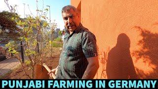 Punjabi farming Dad in GERMANY | PUNJABI-GERMAN VLOGGER