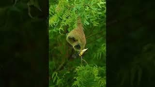 !! A beautiful nest made by a bird !!  #nature #wildlife