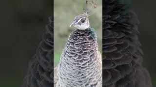 What is a Female Peacock Called? #shorts #peacock #peahen #shortsfeed #factsaboutanimals #called