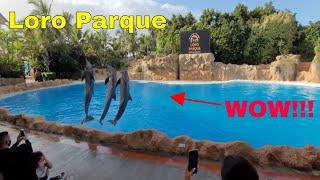 LORO PARQUE (PARK ) TENERIFE ! FULL DOLPHIN SHOW 2022