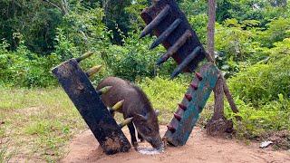 Amazing Skill Building wild boar trap From Clamp trap #pig animals #camping #shorts