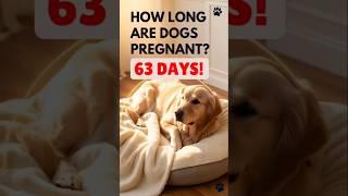 Understanding Canine Gestation How Long Are Dogs Pregnant? #DogPregnancy #CanineGestation  #doglover