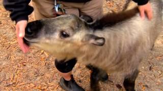 Takin Calf Dale in Exhibit Yard - Cincinnati Zoo