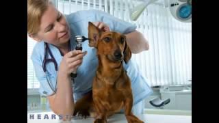 Briarcrest Veterinary Clinic - Healthy and Happy - Bryan TX 77802