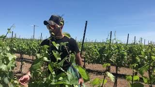 Winemaker Caleb Foster tours Conner Lee Vineyard with J. Bookwalter team May 2020.