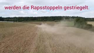 Rapsstoppel striegeln