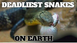 Meet the Snakes with the Deadliest Bites!