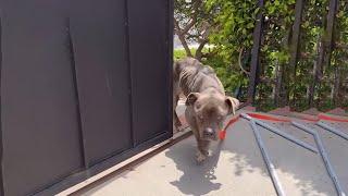 She Gathered All The Courage To Enter A Kind Girl's House Crying For Help...The Dog Was Safe