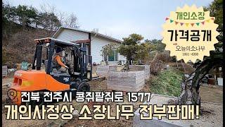 (가격문의) 소유주 직거래 분재대품 / 소나무ㅣ광고문의 : 오늘의 소나무 1661-4998