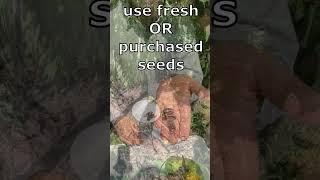 How to PLANT Pawpaw seed (Paw Paw, Asimina triloba).  Keep it Simple.  #pawpaw #garden #gardening