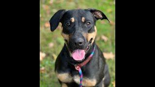 Adopt Zoey aka Penelope at Best Friend Dog and Animal Adoption Inc  Oct. 26, 2022