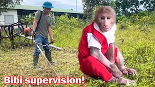 Bibi supervises Uncle Phong cutting grass in the abandoned house!