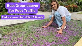 Great Groundcovers - Creeping Thyme UPDATE in 3rd Year (Thymus) & How to Divide