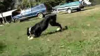 Denar playing
