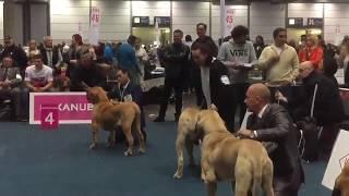 World Dog Show Leipzig 2017  FILA BRASILEIRO  JUNIOR CLASS