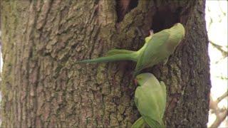 Parakeets In The Snow