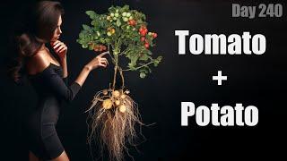 Grow Potatoes  and  Tomatoes on one Plant + 240 Days Time-Lapse