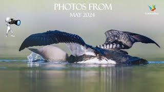 WILDLIFE PHOTOGRAPHY II Bird photography. My photos from May 2024  -  Nikon Z9