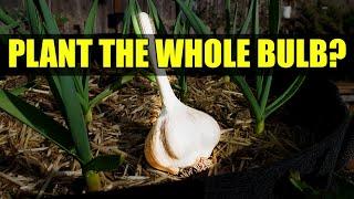 Planting A Whole Garlic Bulb - Garden Quickie Episode 49