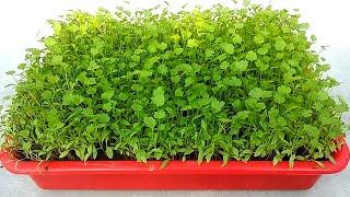 Grow coriander easily from seeds , Grow at home , Grow in 15 days