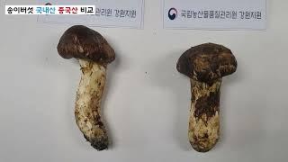 강원국내산, 중국산 송이버섯 식별