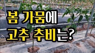 봄 가뭄에 고추 추비는! 정식25일째 이렇게 해야 수확량 증가!(2022. 5.22) (#가뭄에노지고추추비주는요령,#고추곁순제거,#방아다리고추제거)