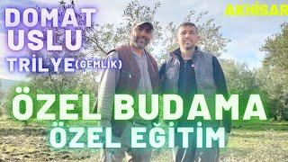 Zeytin Ağacı Budama.Domat Zeytini Budama.Uslu Zeytin Ağacı Budama.Gemlik(Trilye) Ağacı Budama.